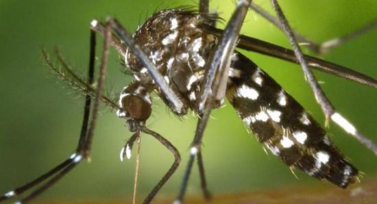 Dengue control program in several district